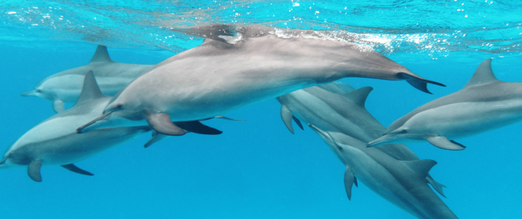 Rencontre Spirituelle Avec Les Dauphins Voyage Mer Rouge