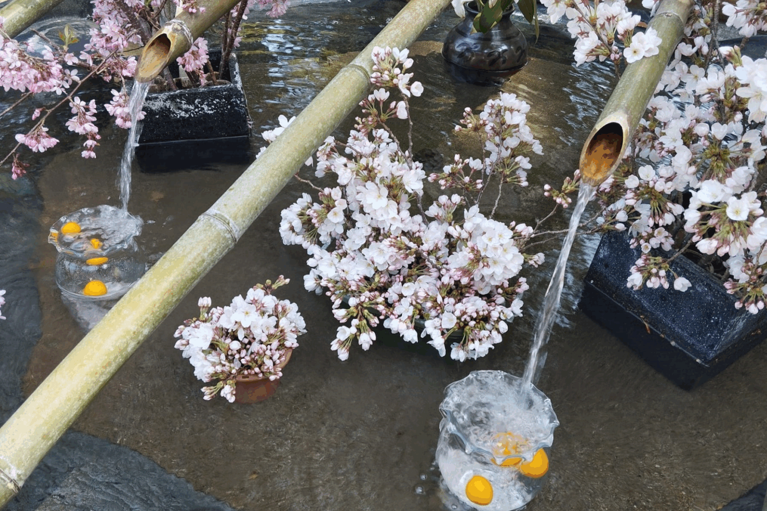 Japon printemps (6)