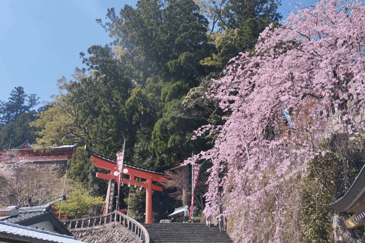 Japon printemps Evi 2024 (2)