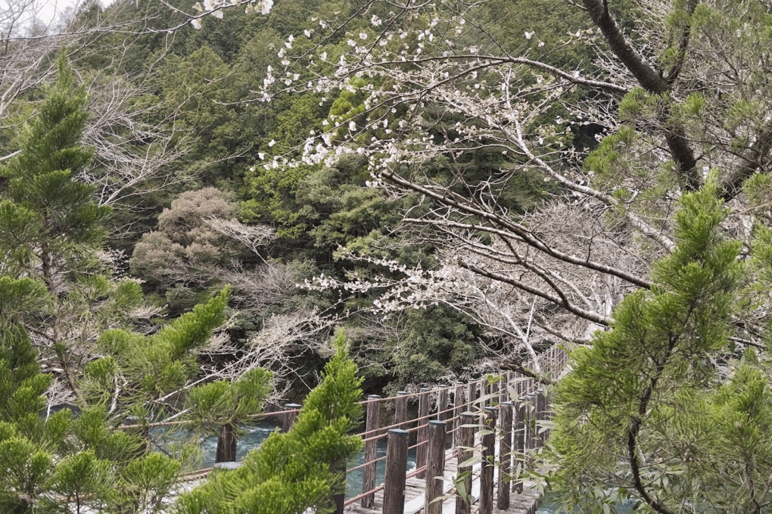 Japon printemps Evi 2024 (4)