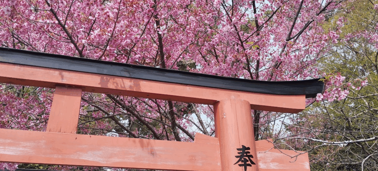 Japon printmps sakura