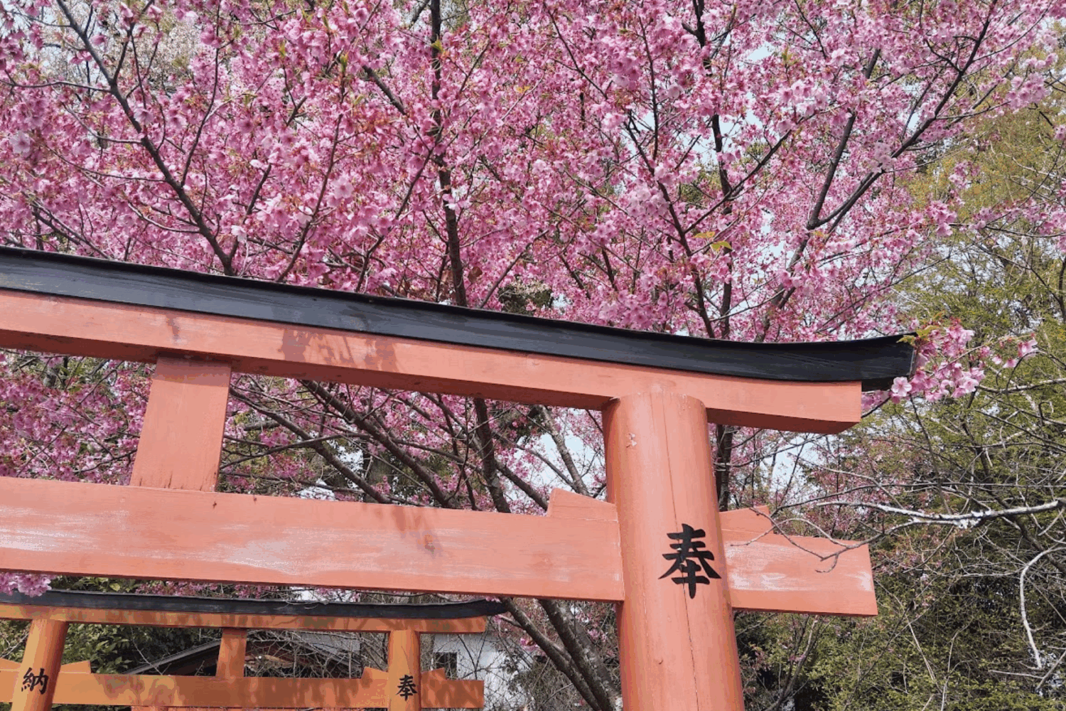Japon printmps sakura