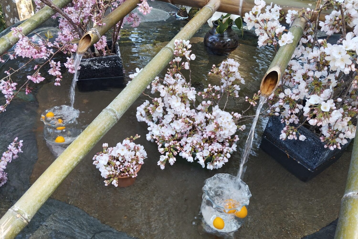 Japon sakura eau